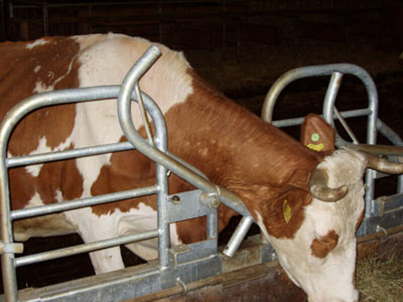 Zweckmässiges Fressgitter für behornte Kühe