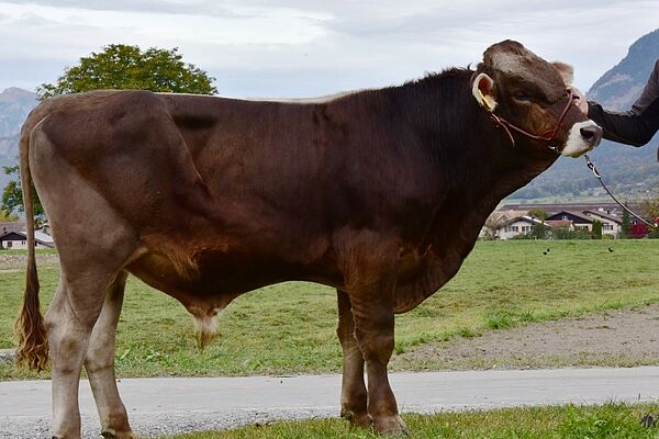 Ein junger Stier draussen