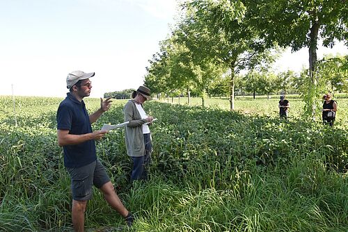 Mehrere Personen stehen in einem Feld entlang einer Reihe grosser junger Walnussbäume. Ein Mann spricht und gestikuliert.