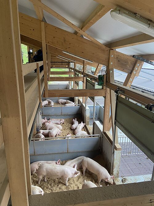 Ein Blick von oben in den Freiluftbereich eines Schweinestalls mit Ausläufen und Wühlarealen.