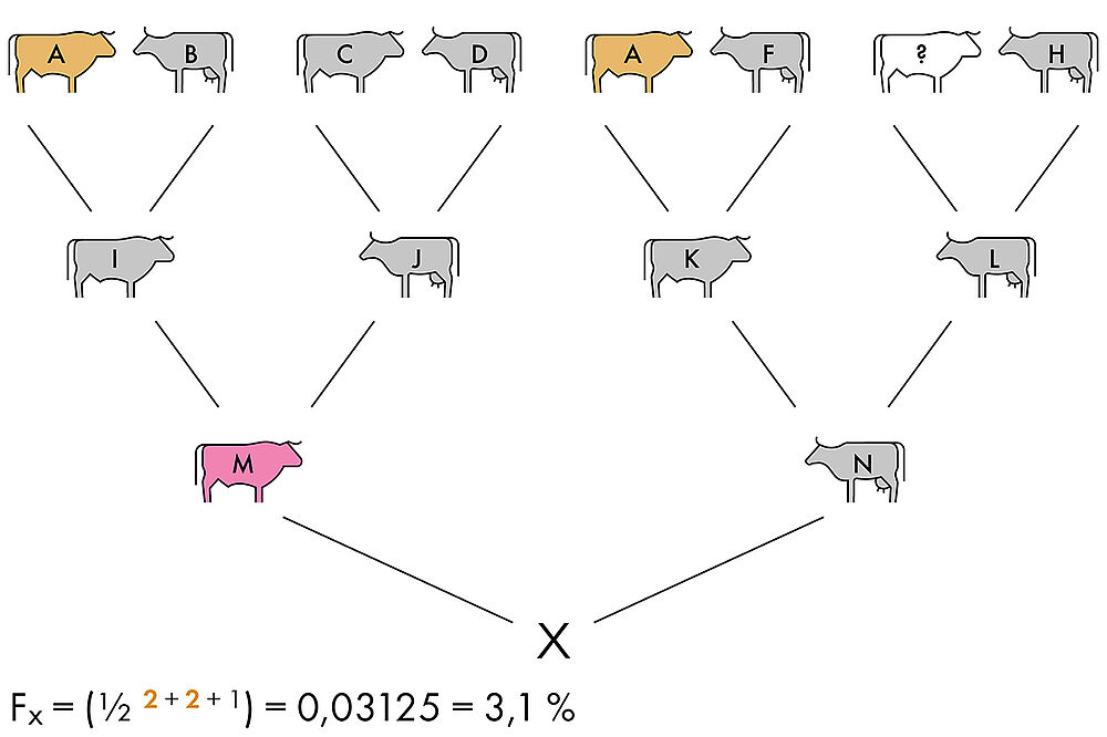 Die Tiere aus dem Stammbaum von Tier X sind bis zu den Grosseltern abgebildet und farbig markiert. Die Beschreibung zum Bild steht im Text unter Beispiel 2. Die zugehörige Formel lautet: Fx= (1/2 hoch 2+2+1 )=0,03125=3,1%