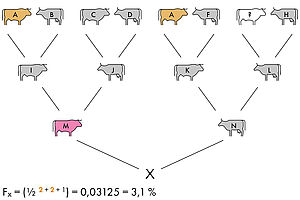 Die Tiere aus dem Stammbaum von Tier X sind bis zu den Grosseltern abgebildet und farbig markiert. Die Beschreibung zum Bild steht im Text unter Beispiel 2. Die zugehörige Formel lautet: Fx= (1/2 hoch 2+2+1 )=0,03125=3,1%