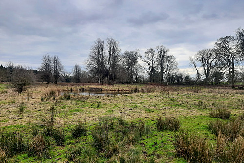 Am Horizont stehen Bäume, davor erstreckt sich eine Landschaft mit feuchten Wiesen mit Binsenbewuchs und einem grossen flachen Teich. 