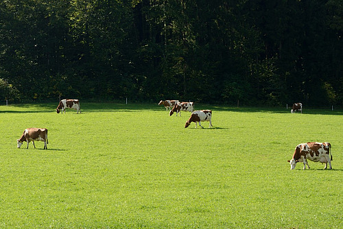 Im vorderen Bilddteil stehen Kühe auf einer eintönig grünen Wiese, im Hintergrund steht dichter Wald. 