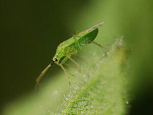 Un autre macrolophus (Photo: (c)  GRAB, Christophe Cavenas, Avignon)