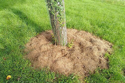 Ein Baumstamm mit einem Haufen altem Grassschnitt drum herum. 