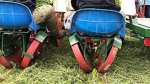 Gemüsesetzlingspflanzmaschine im Einsatz auf mit Mulch bedecktem Feld