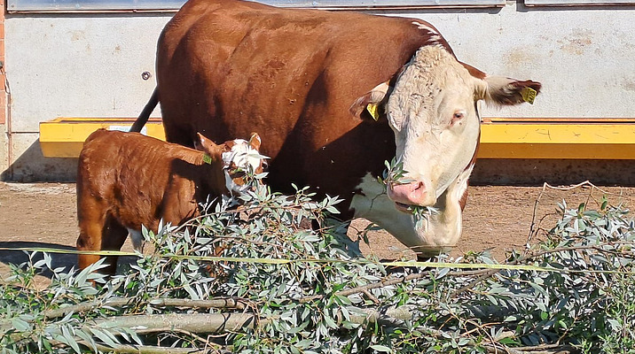 Auf einem Laufhof steht eine Kuh mit einem kleinen Kalb, beide fressen an abgesägten Ästen mit Laub.