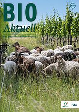 Titelseite Bioaktuell 9|24: Schafe und Ziegen in einem Weinberg.