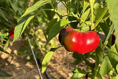 Ein tomatenförmiges Praktika in einem Folientunnel.