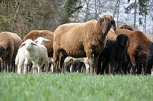 Weisse und braune Schafe mit Hängeohren stehen auf einer grünen Wiese