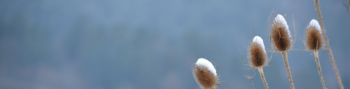 Ein paar Samenstände der wilden Karde sind mit Schnee bedeckt. 