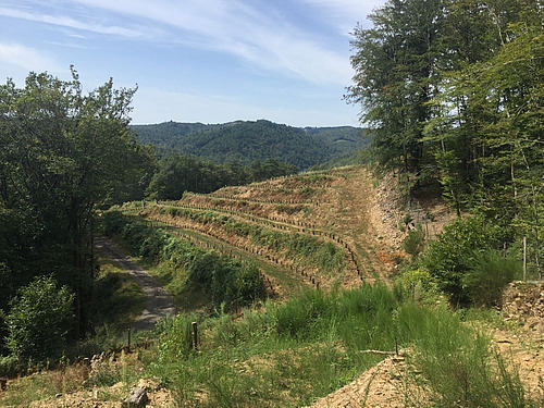 Die auf Weinberge angewandte Permakultur nach Alain Malard.