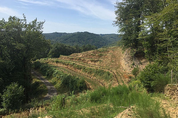 Die auf Weinberge angewandte Permakultur nach Alain Malard.