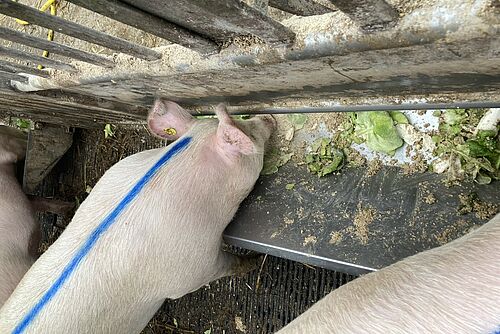 Rosa Schwein frisst Gemüseabfälle aus einem Trog.