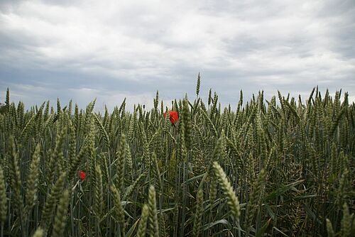 Weizenfeld mit Mohnblumen.