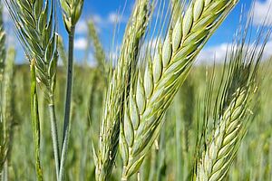 Grüne, begrannte Ähren der Triticale.