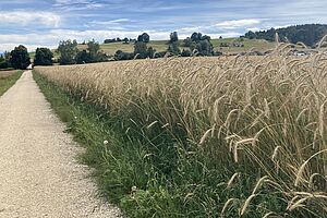 Ein Weg neben einem Getreidefeld.