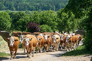 Eine Herde rot-weisse Kühe läuft auf einem Weg in Richtung der Kamera. 