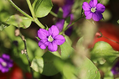 Zwei lila Blumen mit unscharfem Hintergrunds