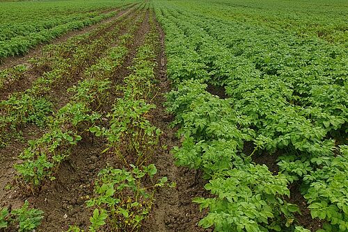 Zwei Kartoffelsorten nebeneinander im Feld, eine mit dichten grünen Blättern, die andere mit spärlichem, lückigem Bestand.