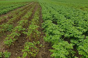 Zwei Kartoffelsorten nebeneinander im Feld, eine mit dichten grünen Blättern, die andere mit spärlichem, lückigem Bestand.