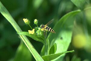 Eine gelb-schwarz gestreifte Schwebfliege fliegt an eine Blüte. 