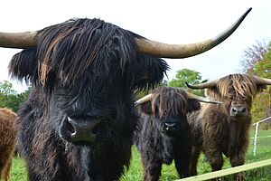 Ein schwarzes Schottisches Hochlandrind schaut in die Kamera. Daneben stehen im Hintergrund zwei weitere. 