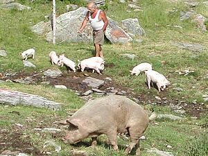 Muttersau mit Ferkeln auf Alp im Freien