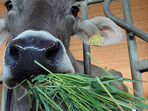 Kuhkopf mit Gras im Maul