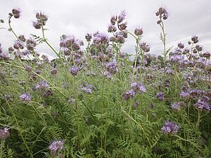 blühende Phacelia